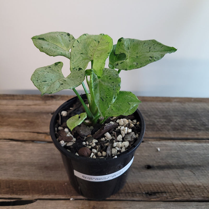 Syngonium podophyllum 'Grey Ghost' #9101