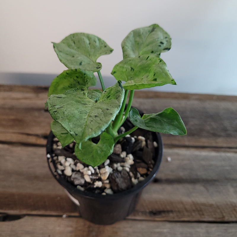 Syngonium podophyllum 'Grey Ghost' #9101