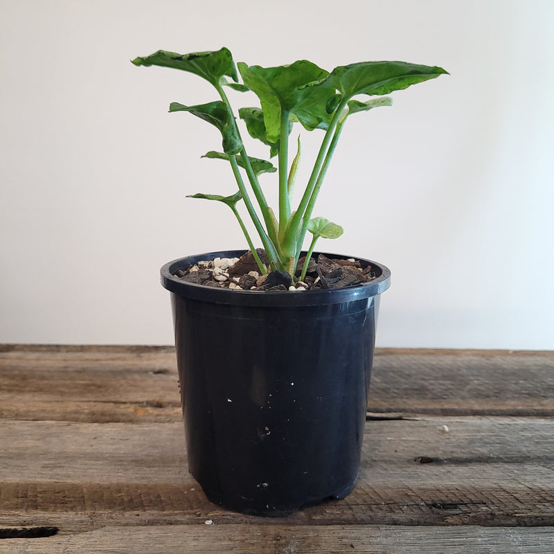 Syngonium podophyllum 'Grey Ghost' #9101