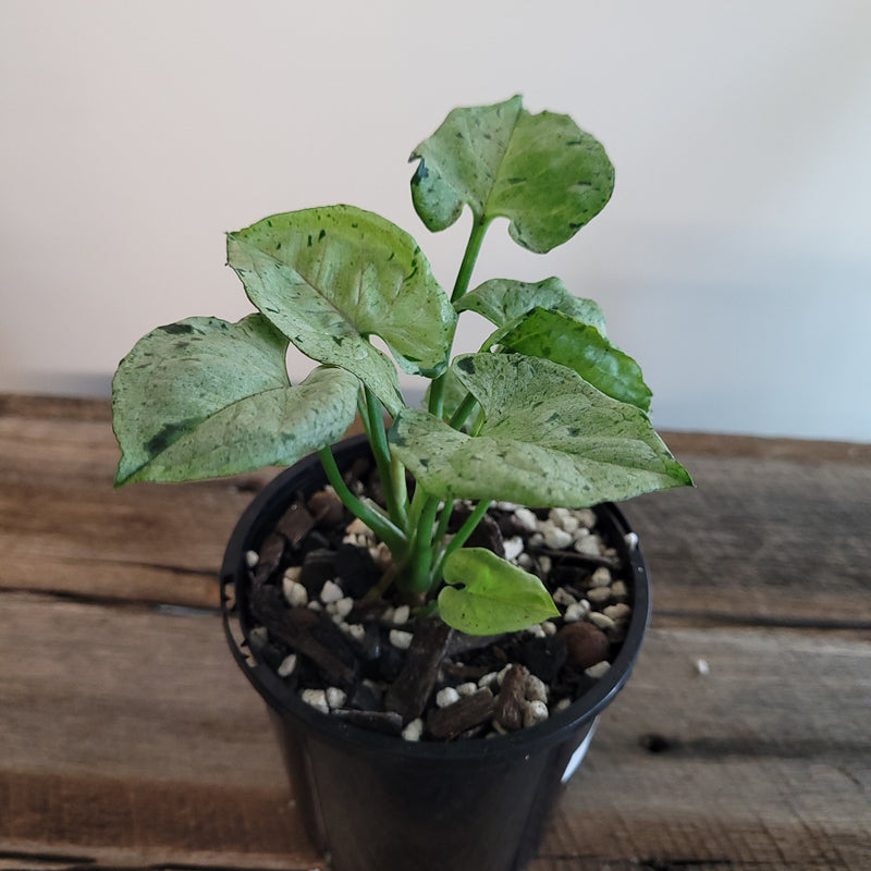 Syngonium podophyllum 'Grey Ghost' #9101