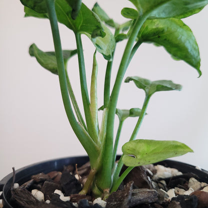 Syngonium podophyllum 'Grey Ghost' #9101