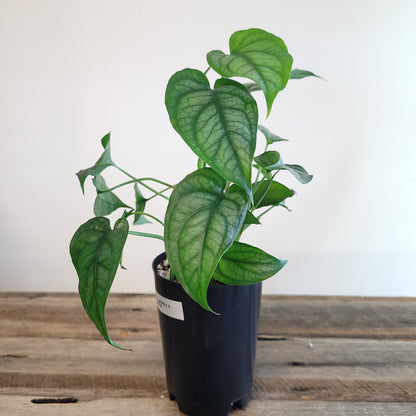 Monstera siltepecana #3011