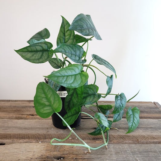 Monstera siltepecana #3014