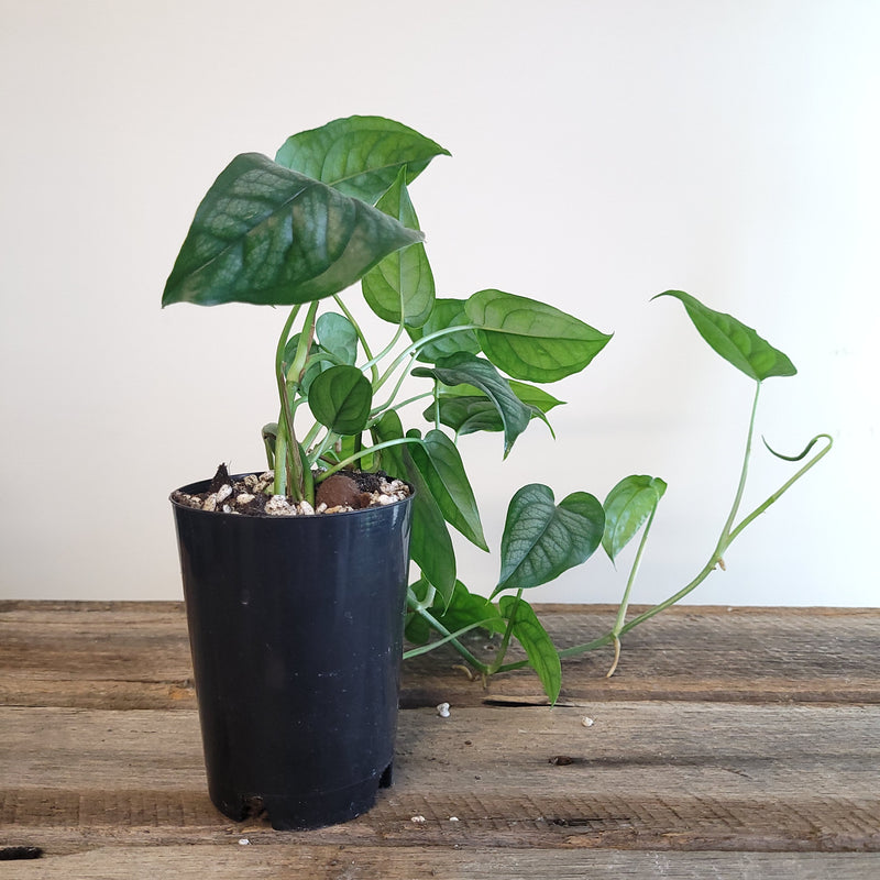 Monstera siltepecana #3014