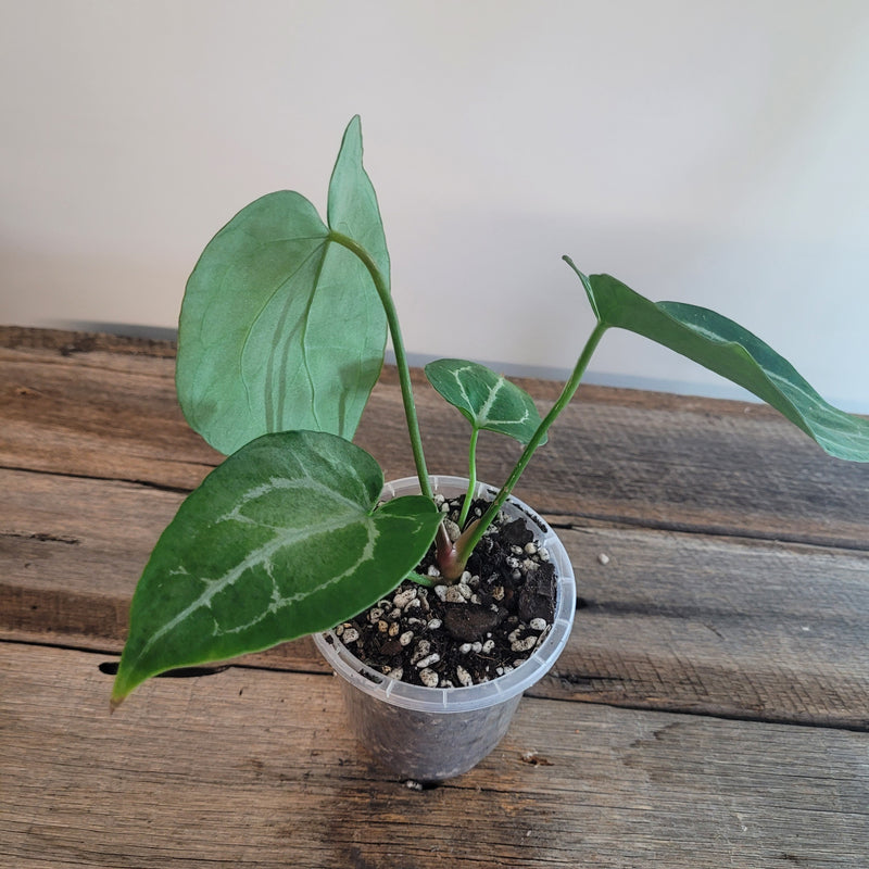 Anthurium papillilaminum X crystallinum #5003