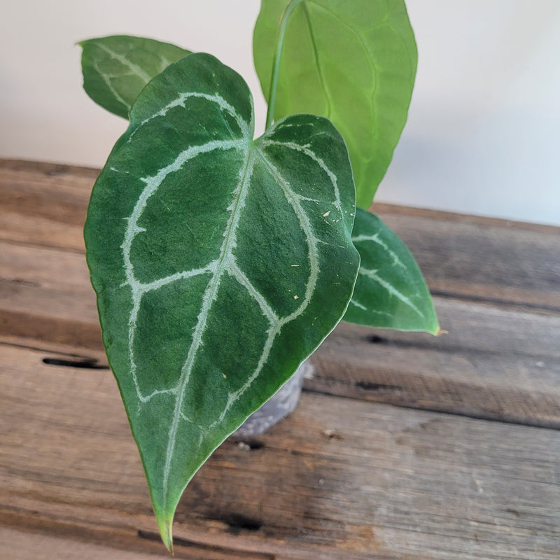 Anthurium papillilaminum X crystallinum #5003