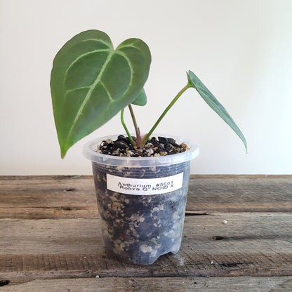 Anthurium 'Robyn G' NOID X #5001