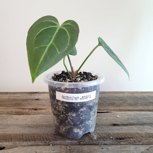 Anthurium 'Robyn G' NOID X #5001