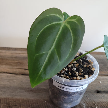 Anthurium 'Robyn G' NOID X #5001