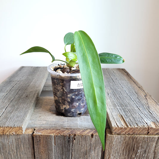 Anthurium wendlingeri (Curly Spadix) #6006