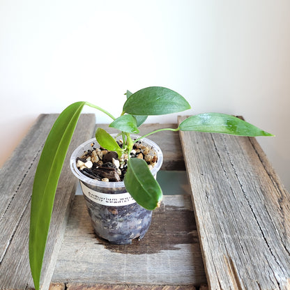 Anthurium wendlingeri (Curly Spadix) #6006