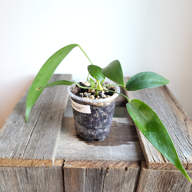 Anthurium wendlingeri (Curly Spadix) #6006