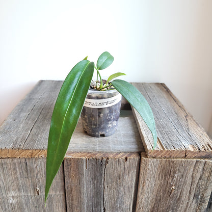 Anthurium wendlingeri (Curly Spadix) #1001