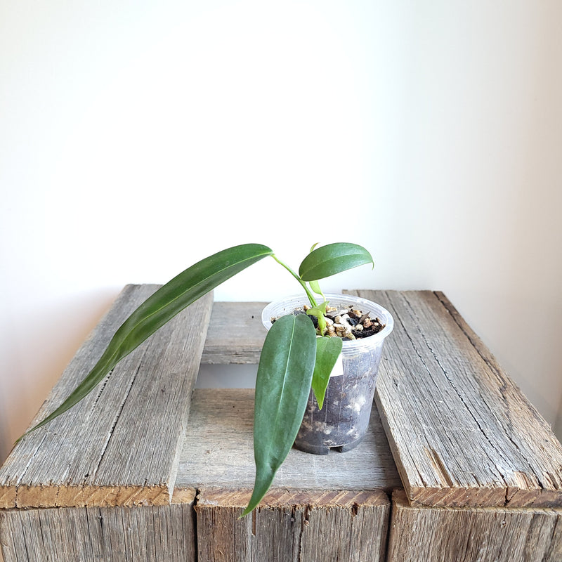 Anthurium wendlingeri (Curly Spadix) #1001