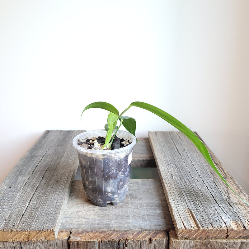 Anthurium wendlingeri (Curly Spadix) #1001