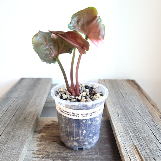 Syngonium podophyllum 'Strawberry Ice' #6004