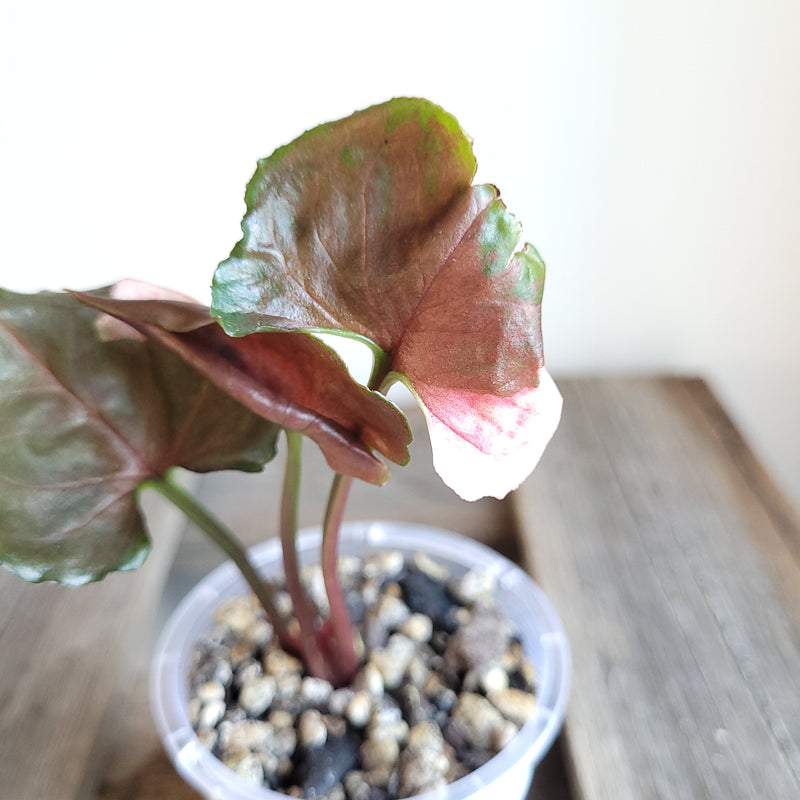 Syngonium podophyllum 'Strawberry Ice' #6004