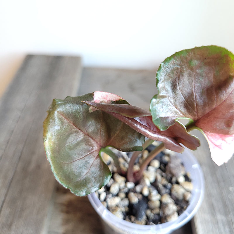 Syngonium podophyllum 'Strawberry Ice' #6004