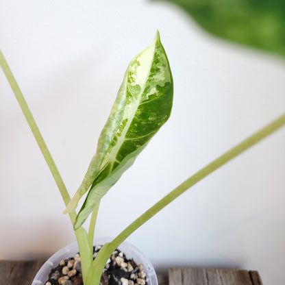 Alocasia micholitziana 'Frydek' #5006