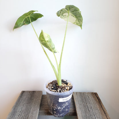 Alocasia micholitziana 'Frydek' #5006