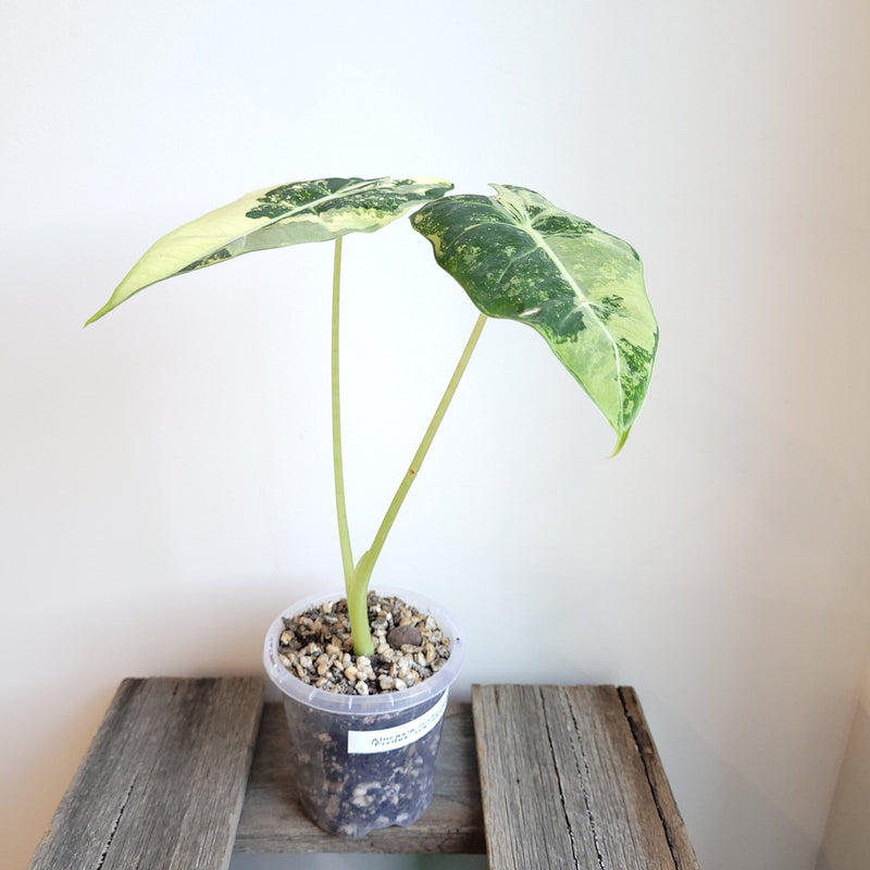 Alocasia micholitziana 'Frydek' #5007