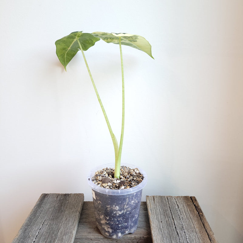 Alocasia micholitziana 'Frydek' #5007