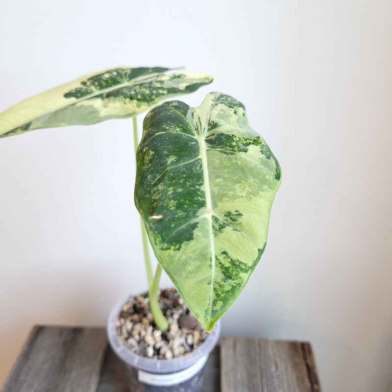 Alocasia micholitziana 'Frydek' #5007