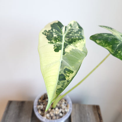 Alocasia micholitziana 'Frydek' #5007