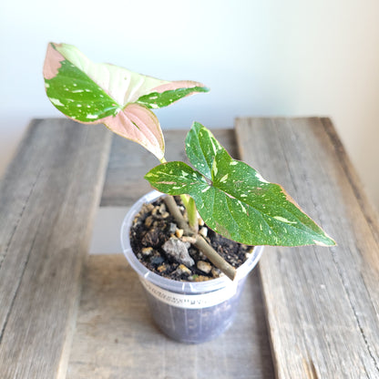 Syngonium podophyllum 'Red Spot Tricolour' #1100