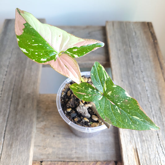 Syngonium podophyllum 'Red Spot Tricolour' #1100