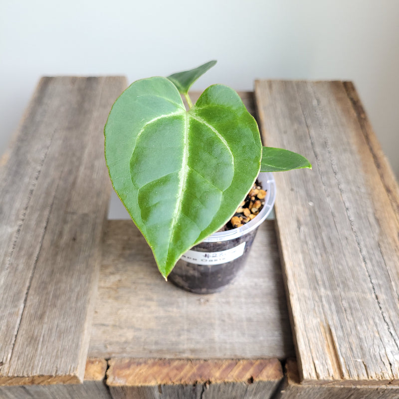 Anthurium crystallinum 'Cape Oasis' #2302