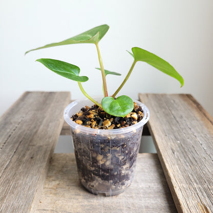 Anthurium crystallinum 'Cape Oasis' #2302