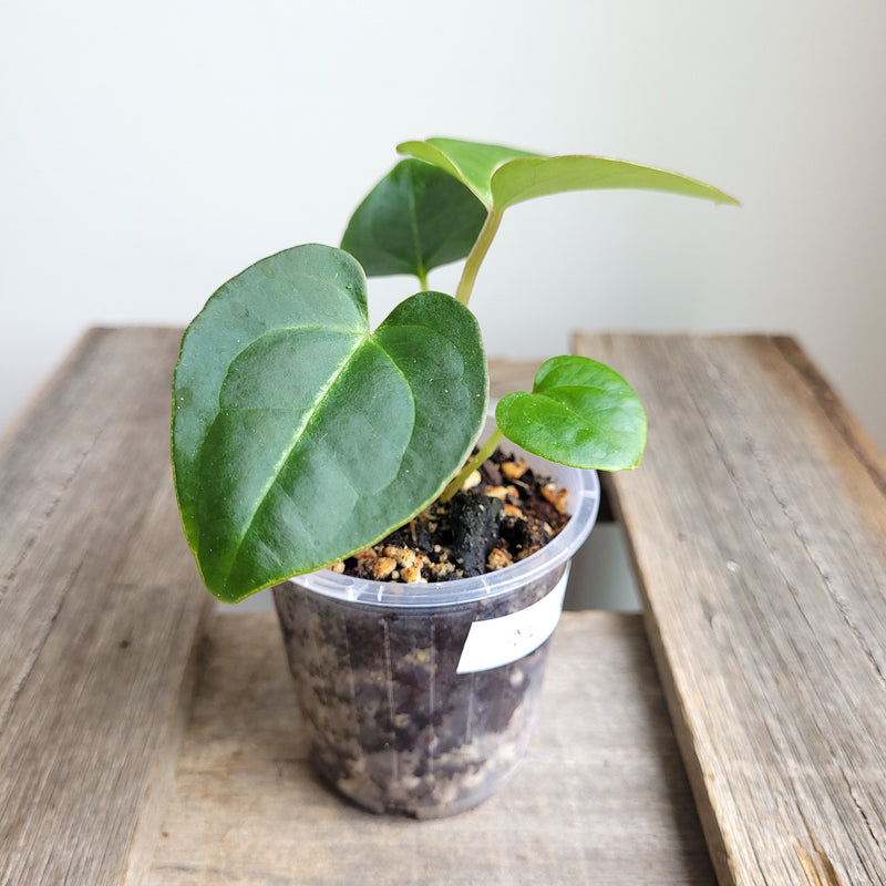 Anthurium crystallinum 'Cape Oasis' #2302