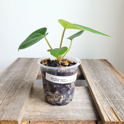 Anthurium crystallinum 'Cape Oasis' #2302