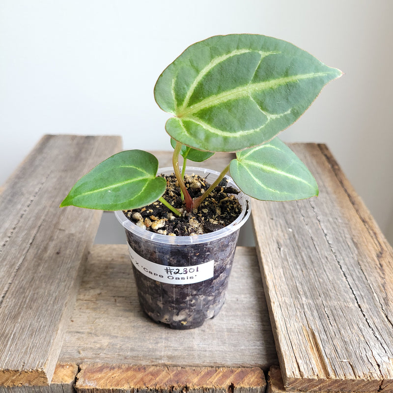 Anthurium crystallinum 'Cape Oasis' #2301