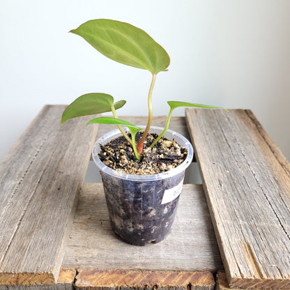 Anthurium crystallinum 'Cape Oasis' #2301