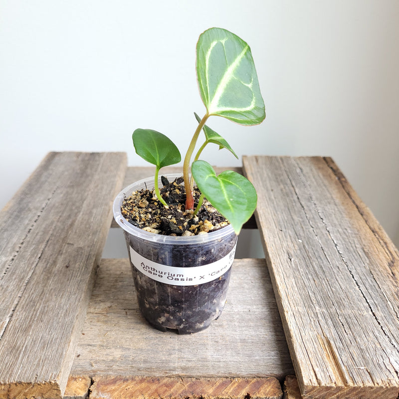 Anthurium crystallinum 'Cape Oasis' #2301