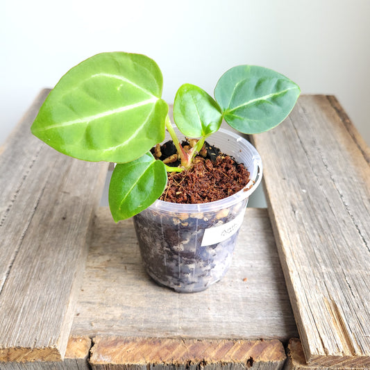 Anthurium crystallinum 'Cape Oasis' #2401