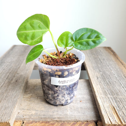 Anthurium crystallinum 'Cape Oasis' #2401