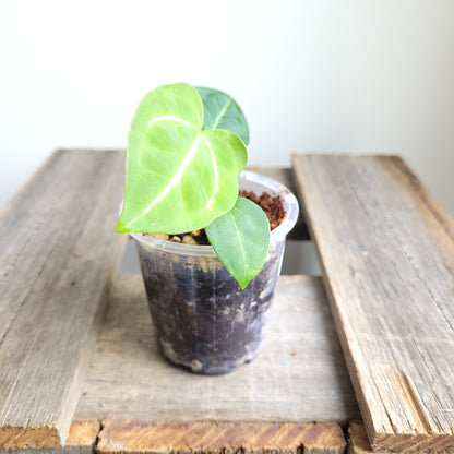 Anthurium crystallinum 'Cape Oasis' #2401