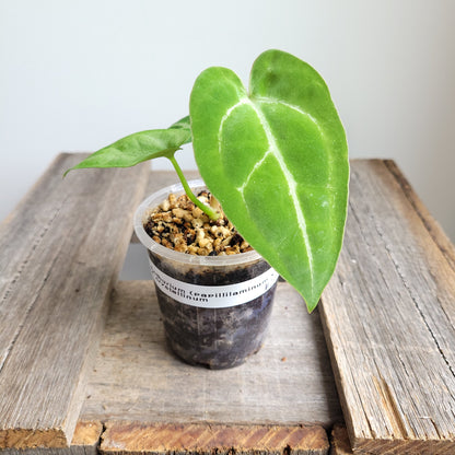 Anthurium (papillilaminum x) X crystallinum  #2402