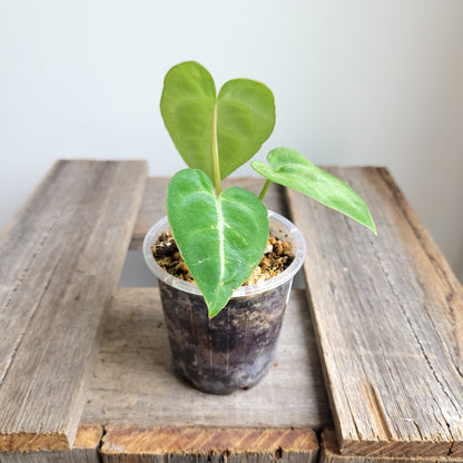 Anthurium (papillilaminum x) X crystallinum  #2402