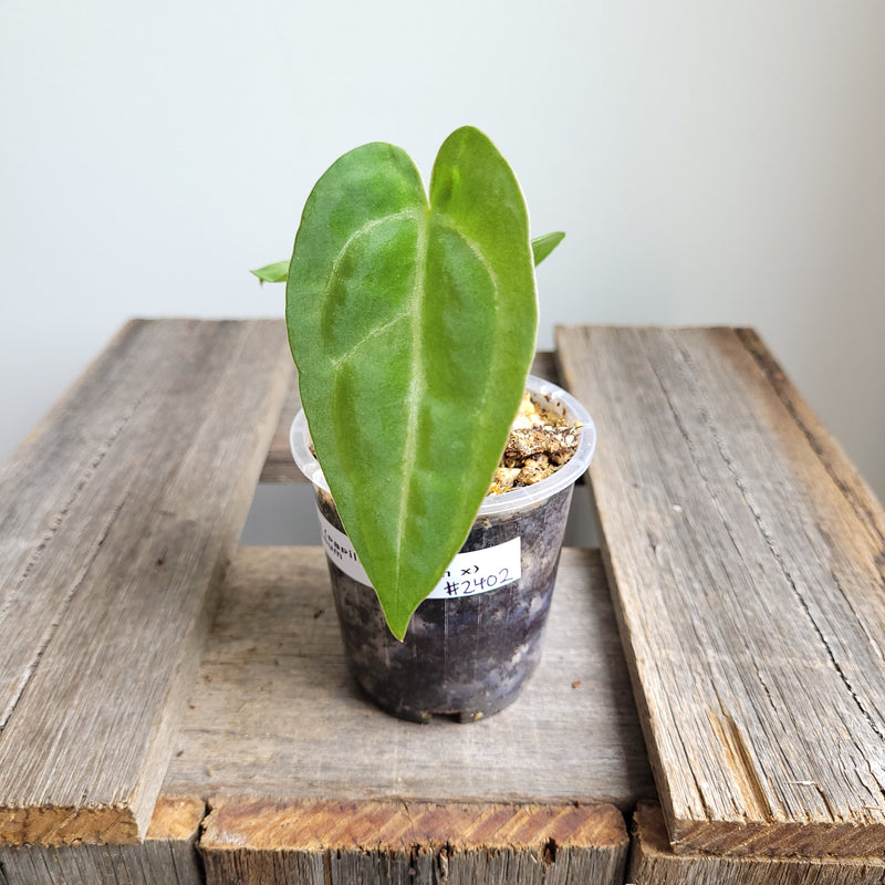 Anthurium (papillilaminum x) X crystallinum  #2402