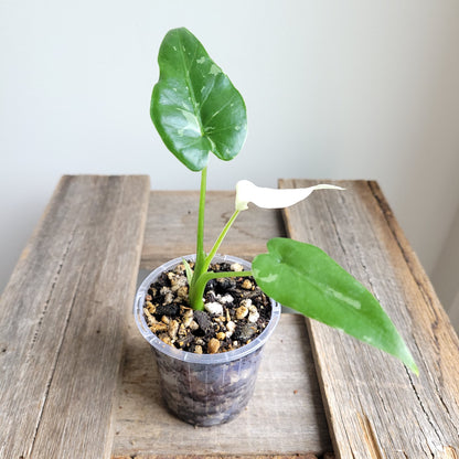 Alocasia odora 'Okinawa Silver' #3023