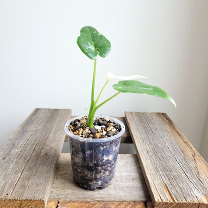 Alocasia odora 'Okinawa Silver' #3023