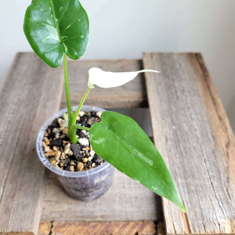 Alocasia odora 'Okinawa Silver' #3023