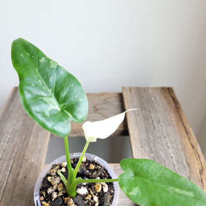 Alocasia odora 'Okinawa Silver' #3023