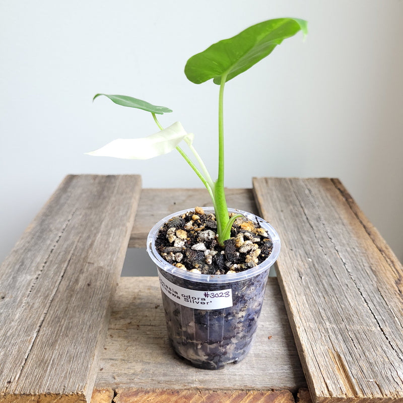 Alocasia odora 'Okinawa Silver' #3023