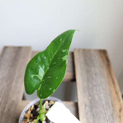 Alocasia odora 'Okinawa Silver' #3023