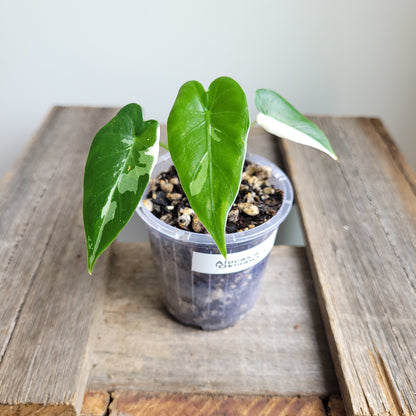 Alocasia odora 'Okinawa Silver' #5005